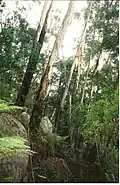 White ash on Gulaga