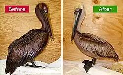 Before and after; oiled brown pelican washed at the Fort Jackson, Louisiana Oiled Wildlife Center, supported by the International Bird Rescue Research Center, May 2010