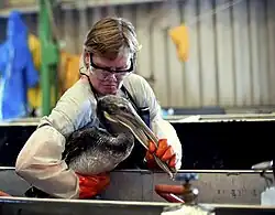 Images from Gulf Oil Spill Bird Treatment in Louisiana provided by IBRRC, June 2010