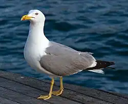 Yellow-legged gull, Barcelona
