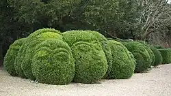 Topiary at Kingston Lacy, Dorset, England
