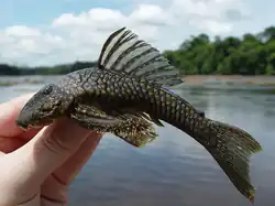 this image shows a suckermouth catfish ’s odontodes on its pectoral fins. displaying its teeth-like frills.