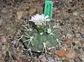 Gymnocalycium anisitsii in the UMCS botanical garden, Lublin