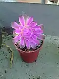 Gymnocalycium anisitsii subsp. damsii - flower