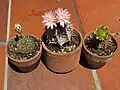 G. mihanovichii along with two G. stenopleurum plants