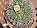 Plant with flower.