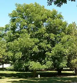 Kentucky coffeetree (Gymnocladus dioicus)