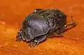 Gymnopleurus asperrimus
