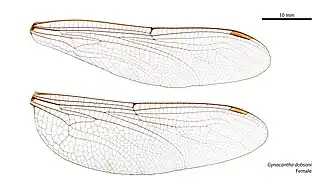 Female wings
