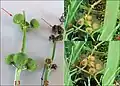 12. infested fruits; 13. uninfested fruits; 14. uninfested Alisma seeds; 15. infested Sagittaria seeds