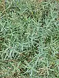 foliage