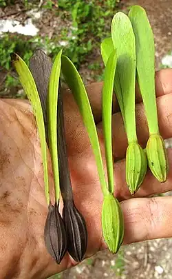 Gyrocarpus jatrophifolius mature fruits