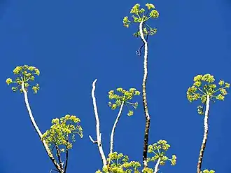 Gyrocarpus jatrophifolius inflorescences on leafless branches