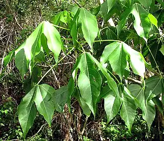 Gyrocarpus jatrophifolius leaves