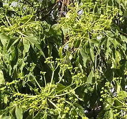 Gyrocarpus jatrophifolius flowering with leaves