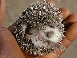 Curled up hedgehog in a hand