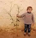 Plant more than 1 metre tall