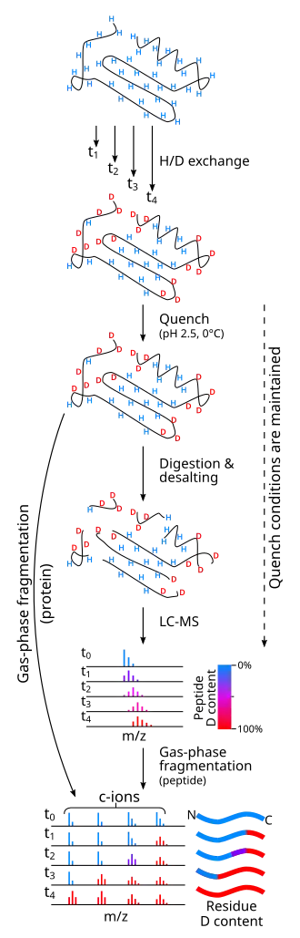 An illustration of an experimental workflow in hydrogen/deuterium exchange measured by mass spectrometry.