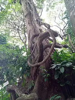 Pleioceras barteri, family Apocynaceae