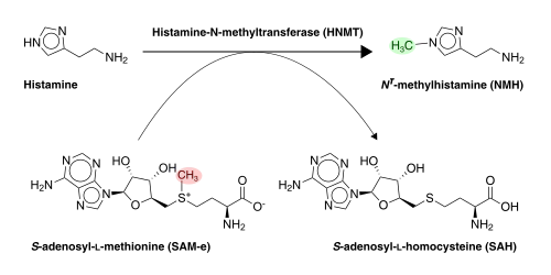 Histamine inactivation by HNMT