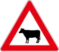 A32 Cattle on road