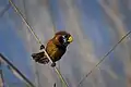 Black-breasted parrotbill at Tinsukia, Assam, India