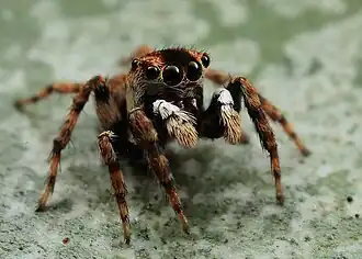 male