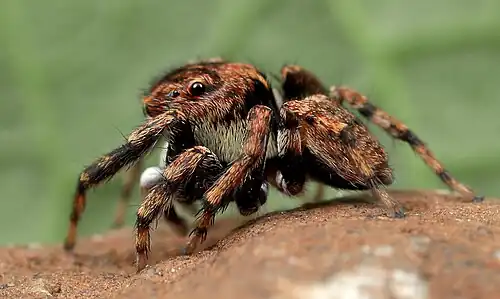 male