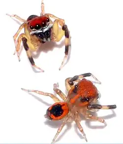 H. togansangmai