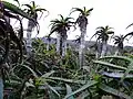 Aloe growing on Mt. Hachijō-Fuji