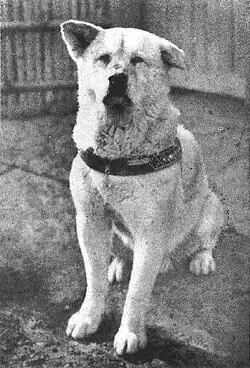 White dog sitting down