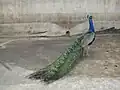 Peacock