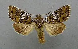 Hadena albimacula