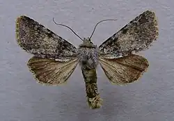 Hadena caesia