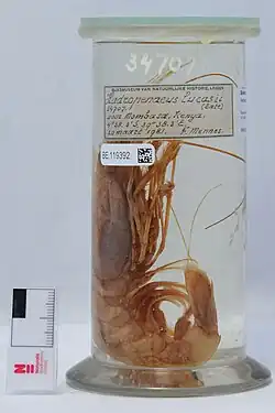 Preserved Hadropenaeus lucasii specimen in a jar. A label states that it was taken from Mombasa, Kenya, at coordinates 4°38.3'S, 39°38.3'E on 20 March 1981.