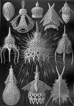 Radiolaria drawn by Haeckel in his Kunstformen der Natur (1904)