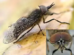Male, with its characteristic eyes