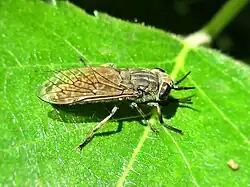 Female
