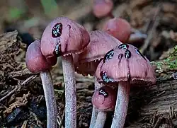 The underside of some light-pink mushrooms caps with small beads of reddish liquid on the gills.