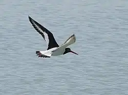 Eurasian oystercatcher, Venetian Lagoon