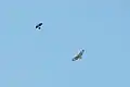 A common buzzard mobbed by a crow in Ayamama Life Valley
