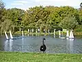 A black swan and model yachts on Victoria Lake