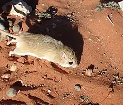 Brown gerbil