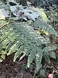 A faded specimen of hairy brackenfern found in Issaquah, Washington