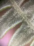 Hairy brackenfern under a macro lens, taken on SE Cedar Ridge Dr, Renton, Washington