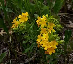 Flowers of hairy puccoon at Illinois Beach State Park