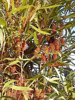 Hakea archaeoides from NSW North Coast