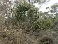 Habit