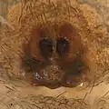 Hakka himeshimensis