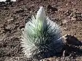 Flower head bud, Haleakalā National Park